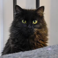 Leela - Photo 3