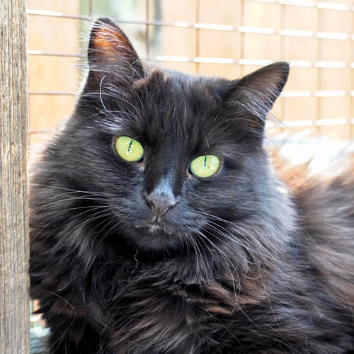 LEELA - Domestic Long Hair available for adoption