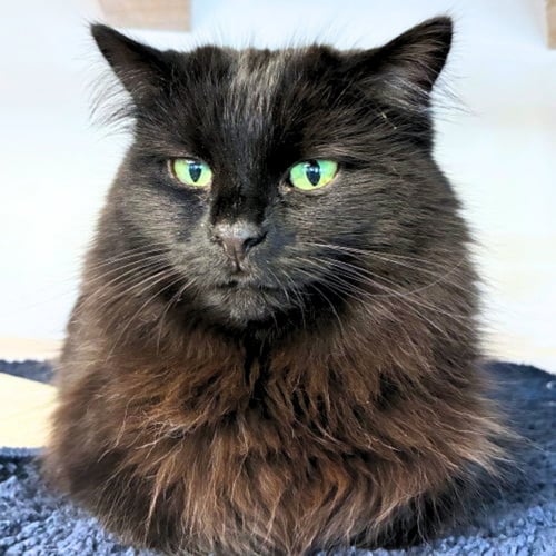 LEELA - Domestic Long Hair available for adoption