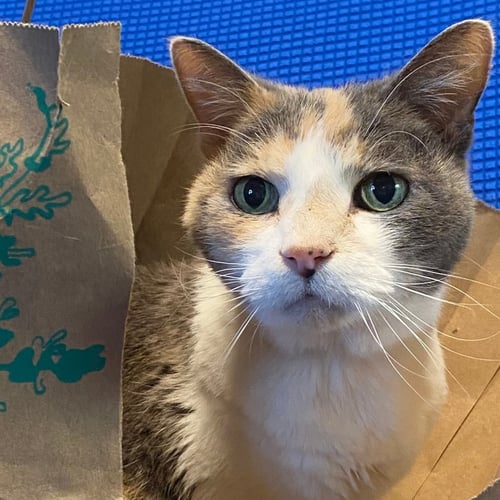 KITTY KIKI [HOSPICE FOSTER] - Domestic Short Hair available for adoption