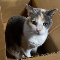 Kitty Kiki [Hospice Foster] - Photo 3