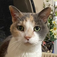 Kitty Kiki [Hospice Foster] - Photo 4