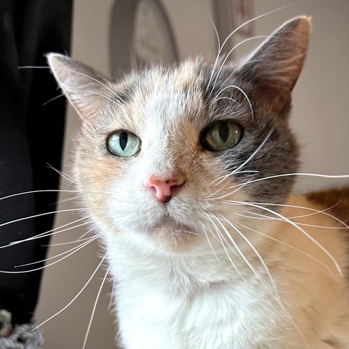 KITTY KIKI [HOSPICE FOSTER] - Domestic Short Hair for adoption in Santa Fe