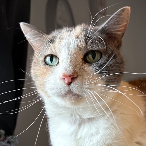 KITTY KIKI [HOSPICE FOSTER] - Domestic Short Hair available for adoption