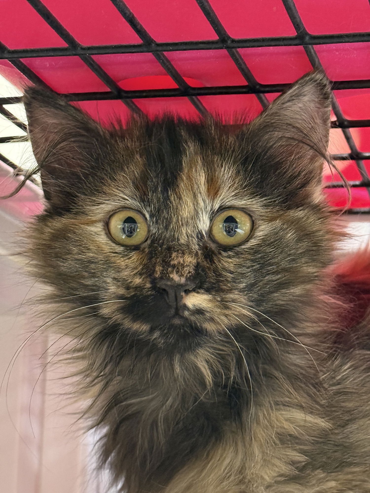 AZURITE - Domestic Medium Hair available for adoption