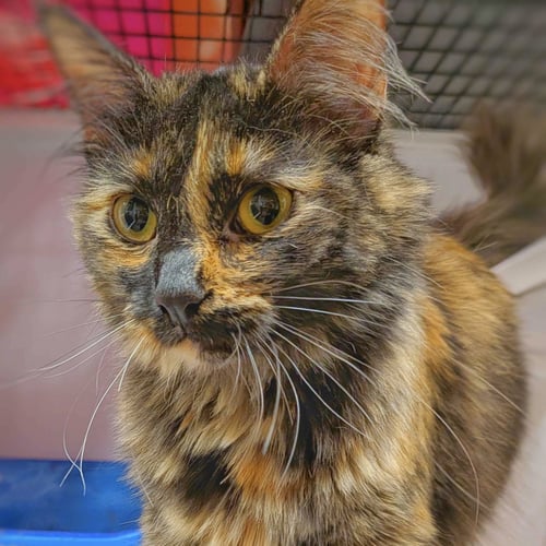 AZURITE - Domestic Medium Hair available for adoption