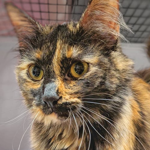 AZURITE - Domestic Medium Hair available for adoption