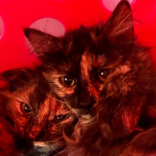 AZURITE - Domestic Medium Hair available for adoption