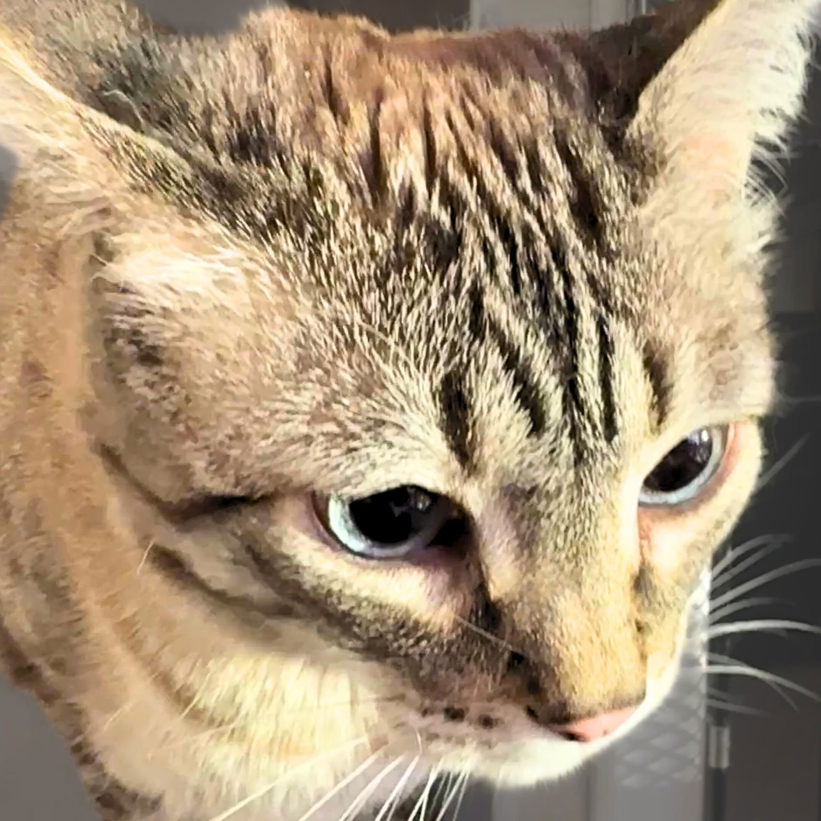 WILLOWE - Domestic Short Hair / Siamese available for adoption