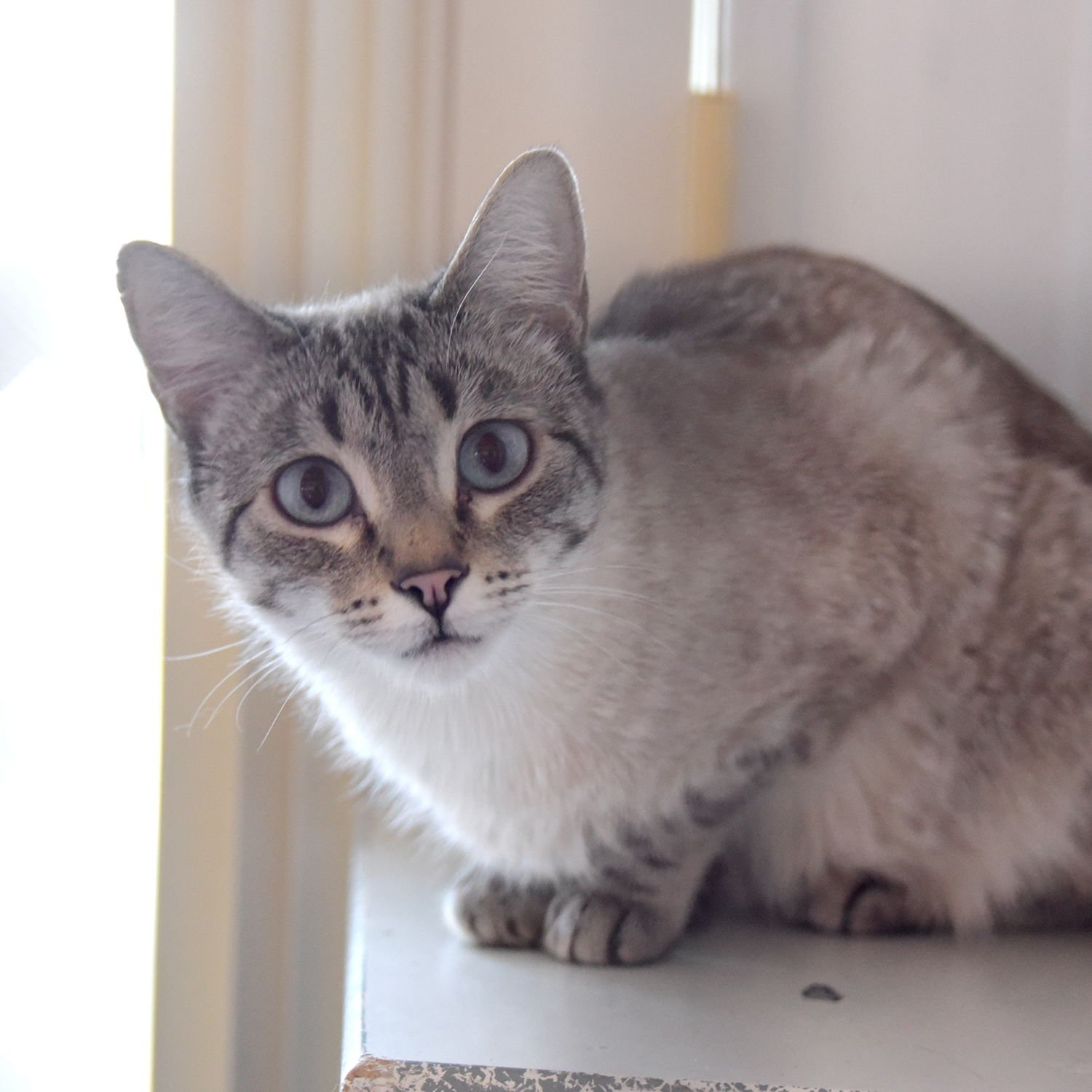 WILLOWE - Domestic Short Hair / Siamese available for adoption