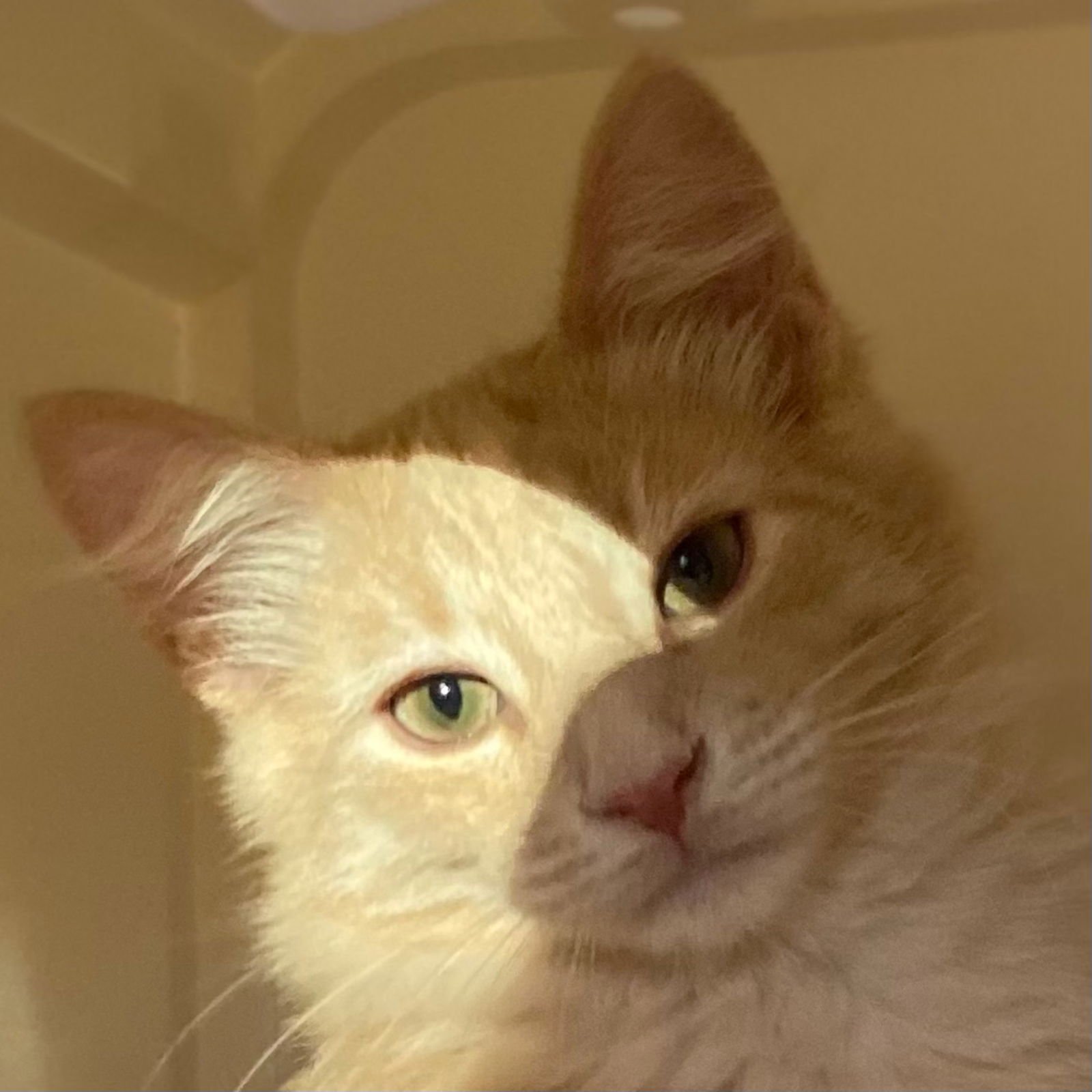 GRUYERE - Domestic Medium Hair available for adoption