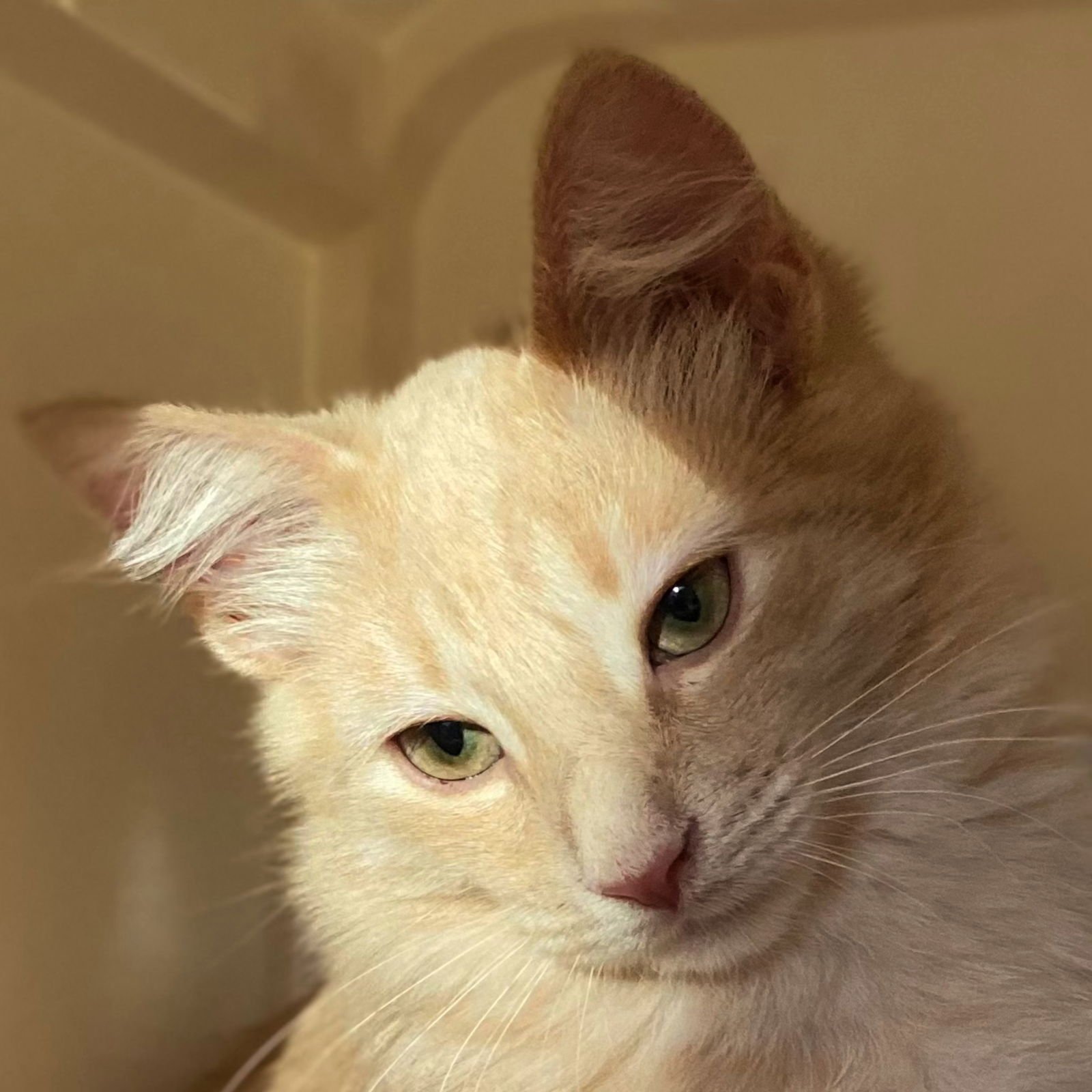 GRUYERE - Domestic Medium Hair available for adoption