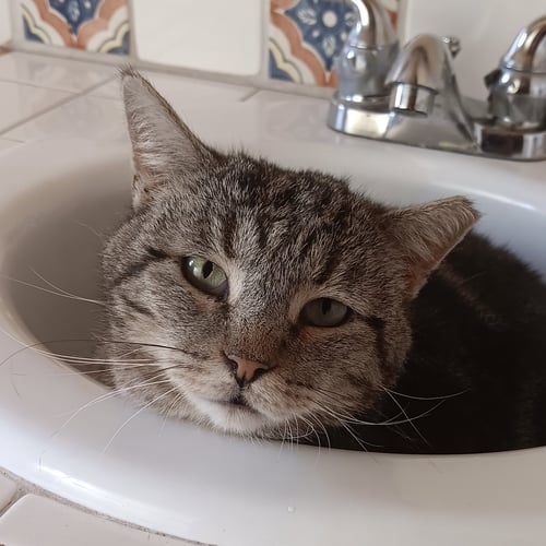 ASA - Domestic Short Hair for adoption in Santa Fe