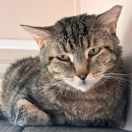 ASA - Domestic Short Hair available for adoption