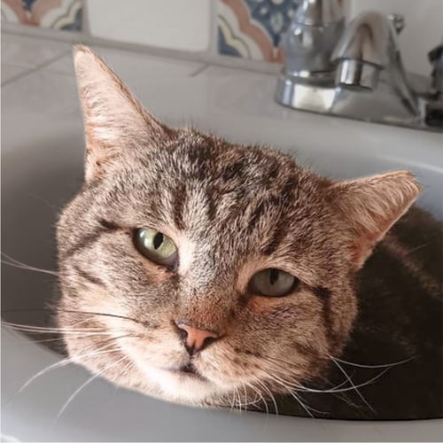 ASA - Domestic Short Hair available for adoption