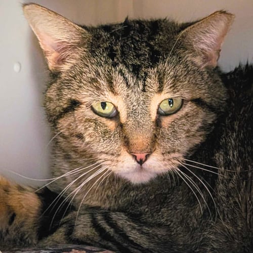 ASA - Domestic Short Hair available for adoption