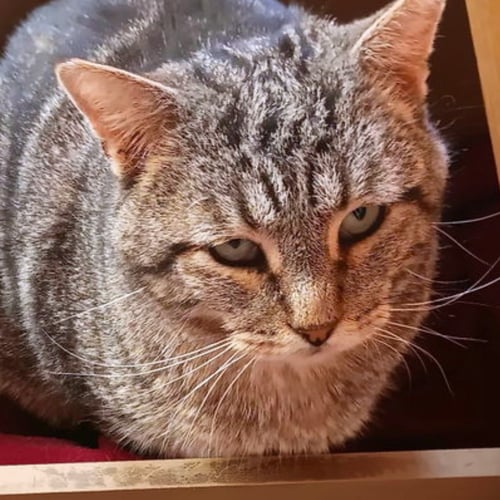 ASA - Domestic Short Hair available for adoption