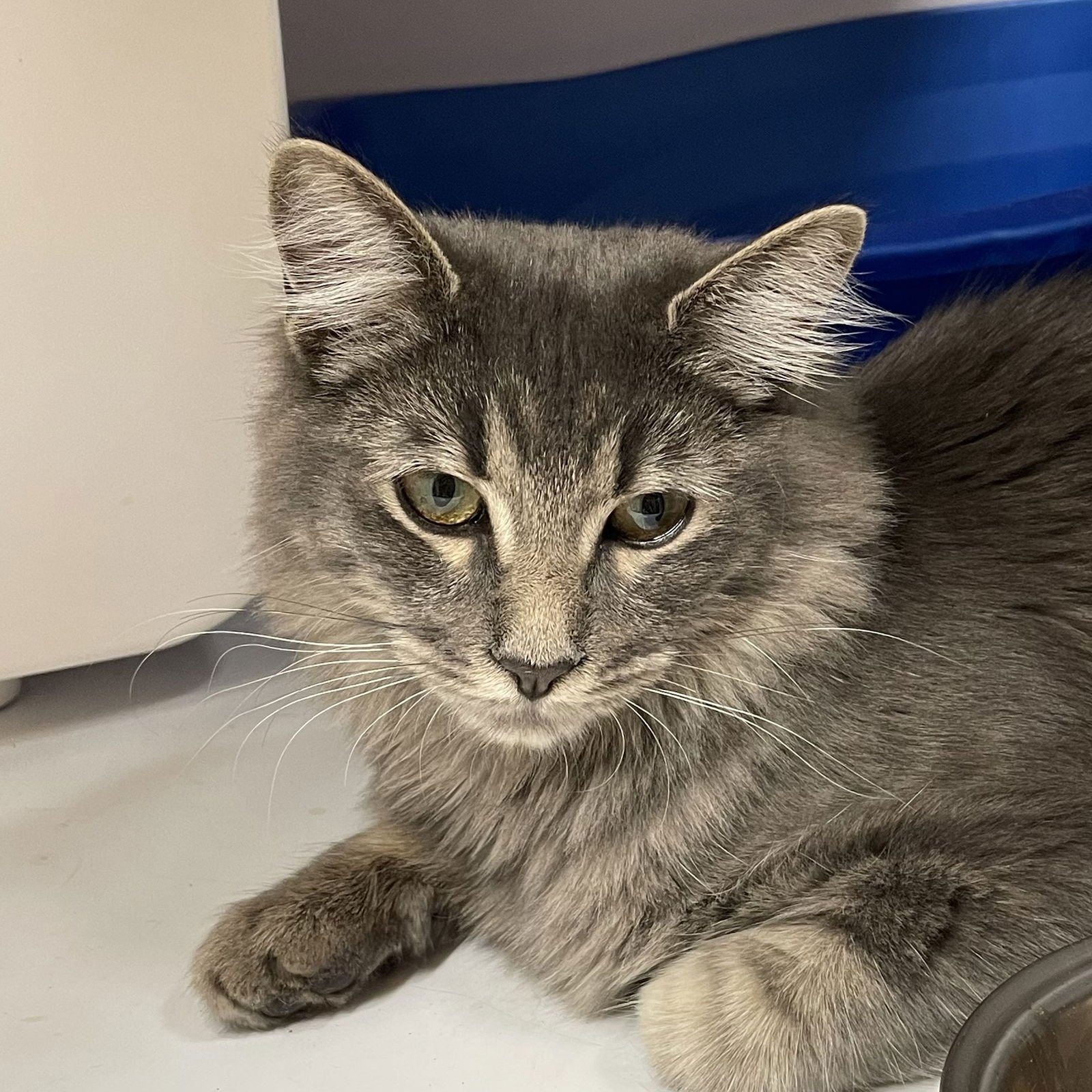 CELTIC FROST - Domestic Medium Hair available for adoption