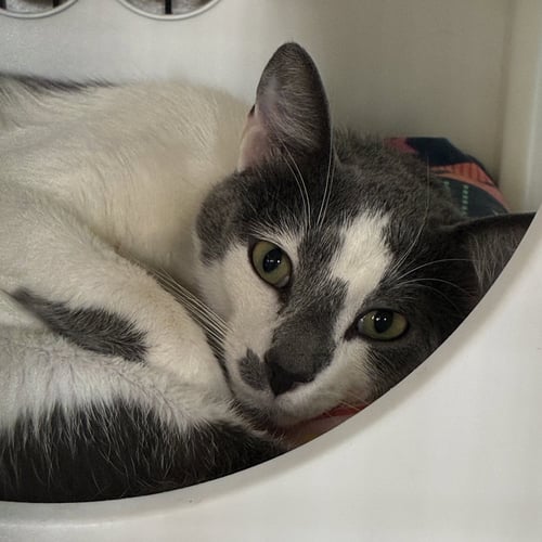 CORAZON - Domestic Short Hair available for adoption