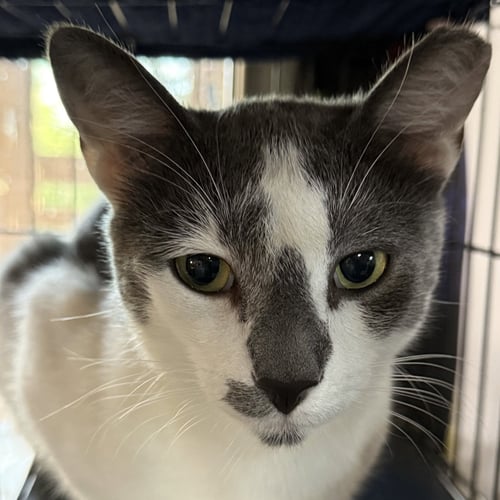 CORAZON - Domestic Short Hair available for adoption