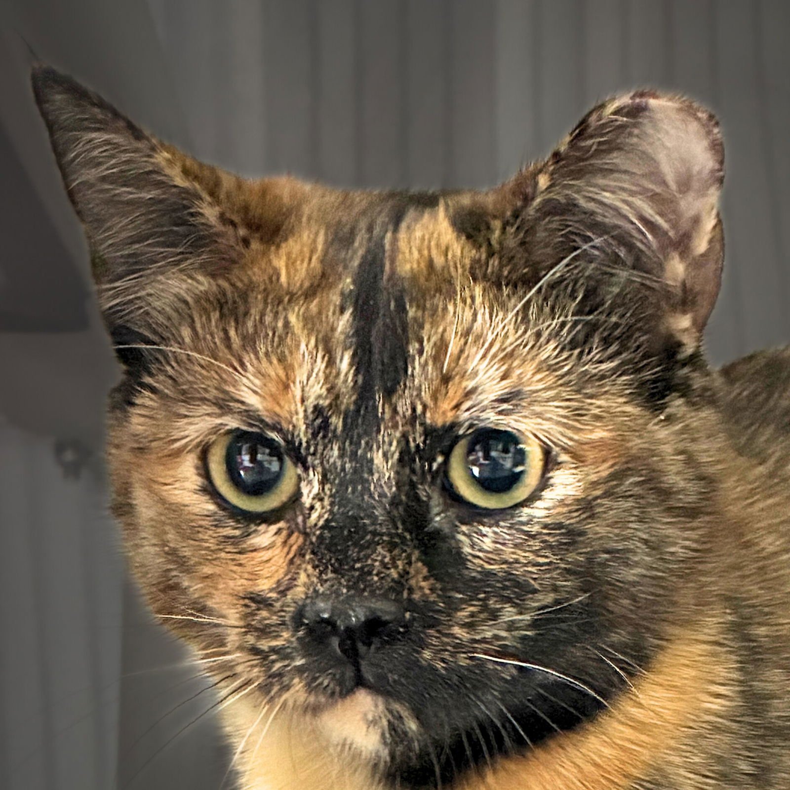 PATSY CLINE - Domestic Short Hair available for adoption