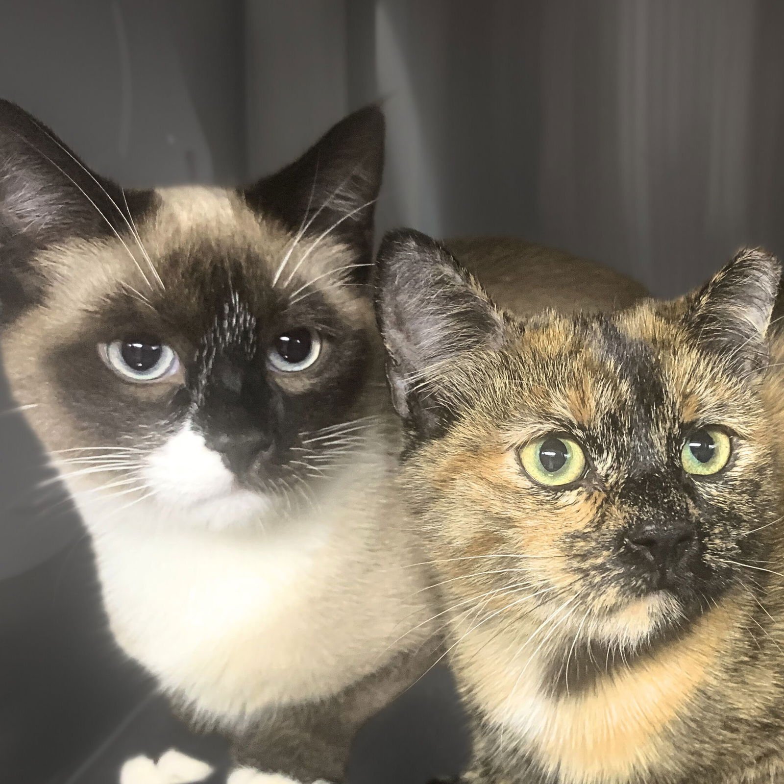 PATSY CLINE - Domestic Short Hair available for adoption