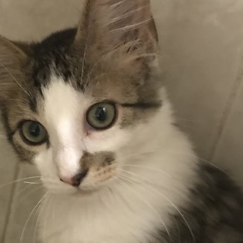 MURRAY - Domestic Short Hair available for adoption