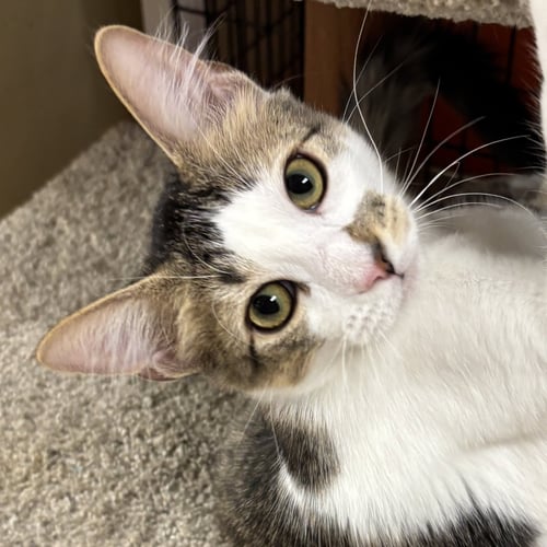 MURRAY - Domestic Short Hair available for adoption