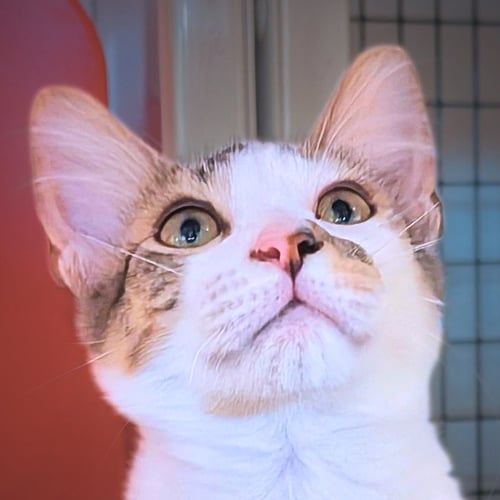MURRAY - Domestic Short Hair available for adoption