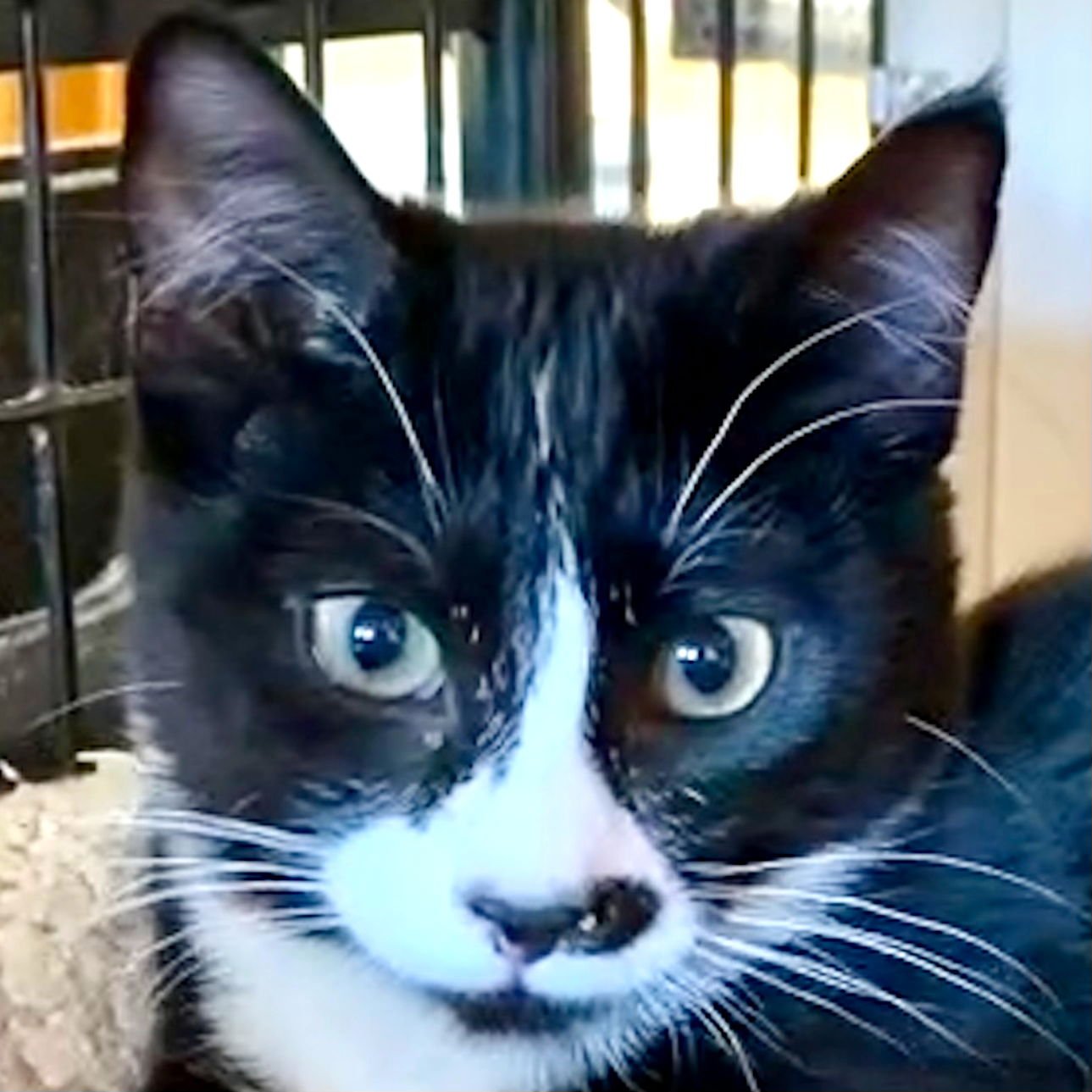 PAVLOVA - Domestic Short Hair available for adoption