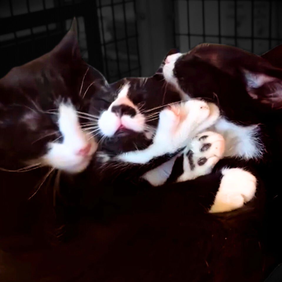 PAVLOVA - Domestic Short Hair available for adoption