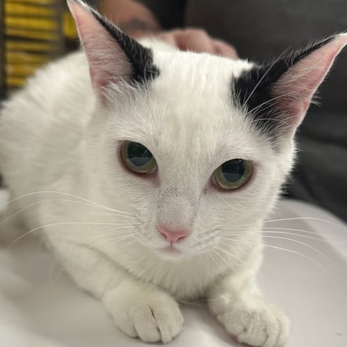 OPALITE - Domestic Short Hair for adoption in Santa Fe