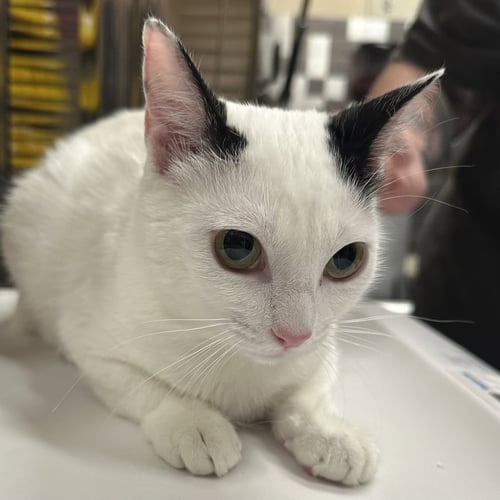 OPALITE - Domestic Short Hair available for adoption
