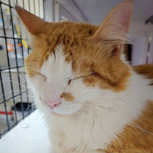 THACKERY - Domestic Medium Hair available for adoption