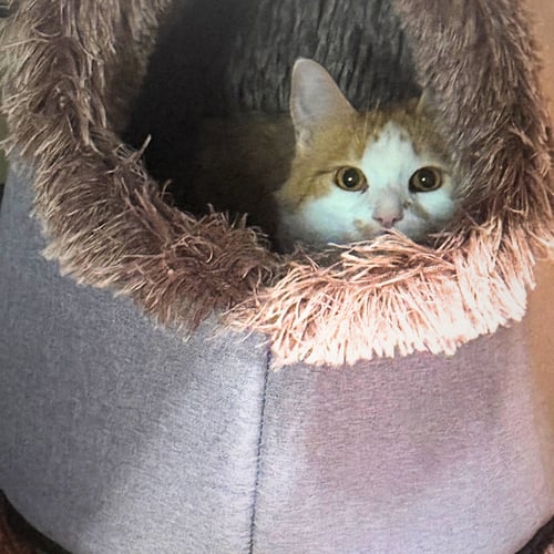 THACKERY - Domestic Medium Hair available for adoption