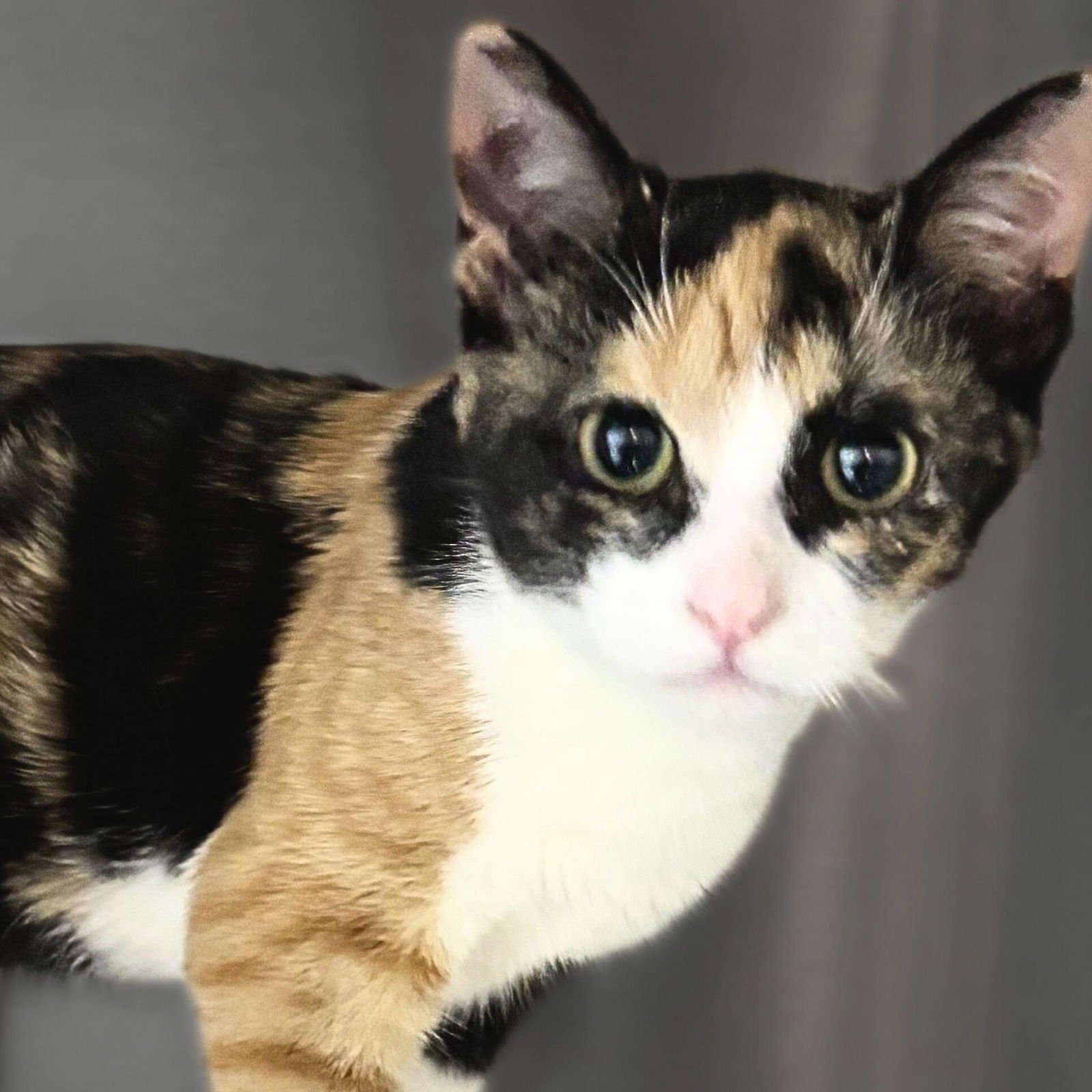 DUSK - Domestic Short Hair available for adoption