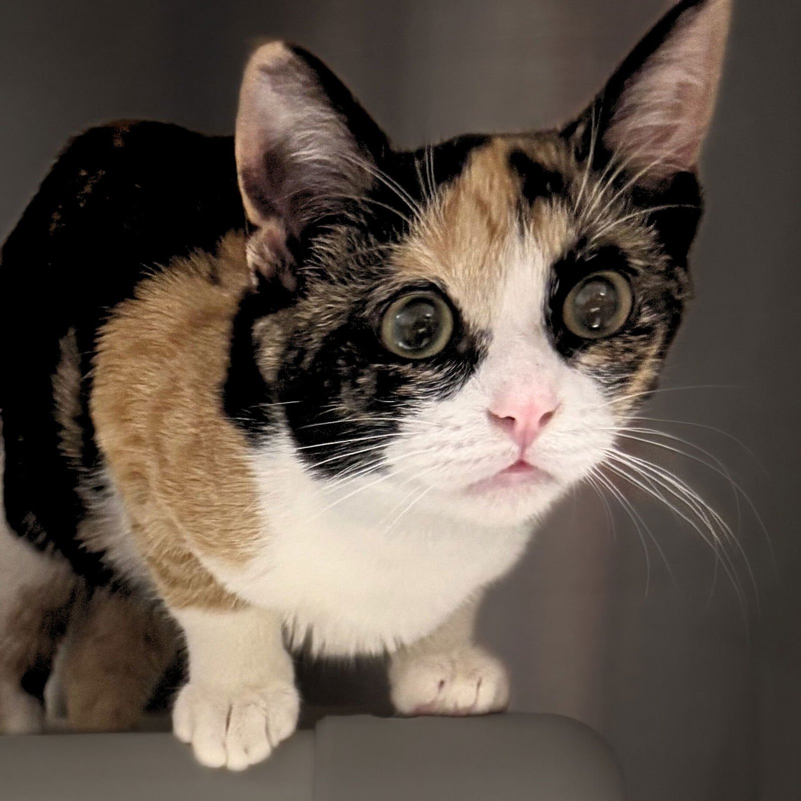 DUSK - Domestic Short Hair available for adoption