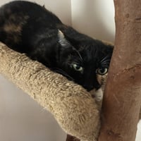 Mimi - Photo 3