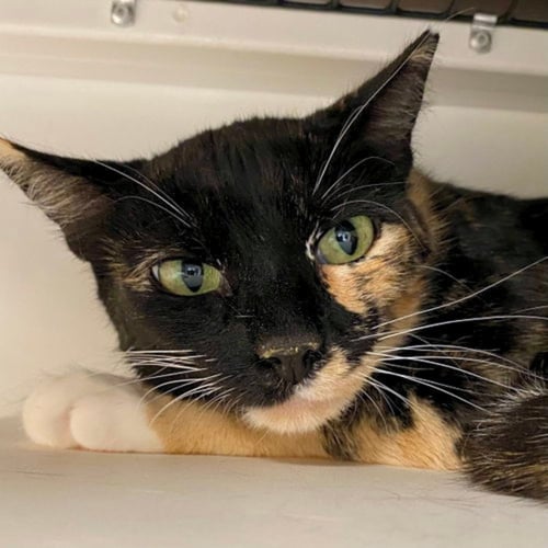 MIMI - Domestic Short Hair available for adoption