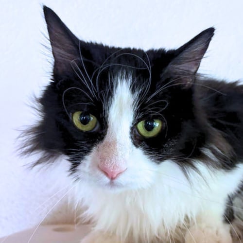AMBROSIA - Domestic Medium Hair available for adoption