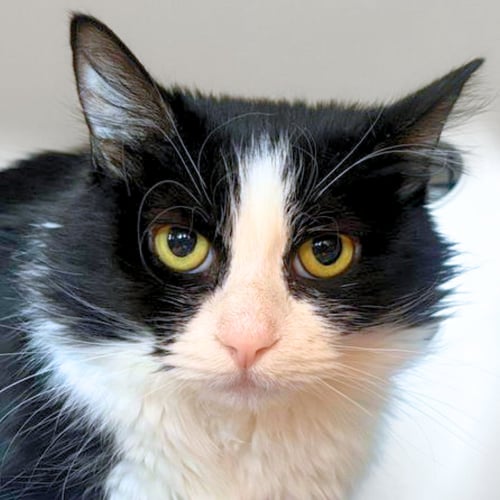 AMBROSIA - Domestic Medium Hair available for adoption