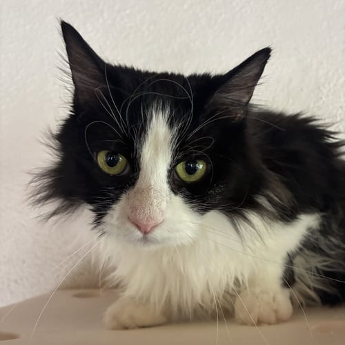 AMBROSIA - Domestic Medium Hair available for adoption