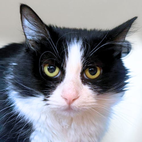 AMBROSIA - Domestic Medium Hair available for adoption