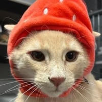Ricky - Photo 2