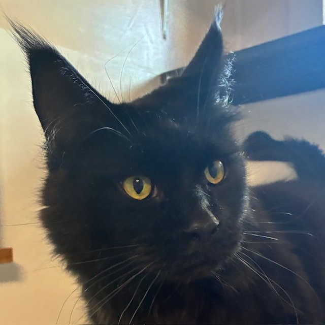 Loki Image