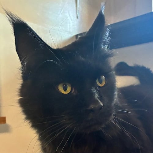 LOKI - Maine Coon available for adoption