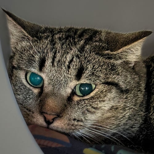 BLACKBURN - Domestic Short Hair available for adoption