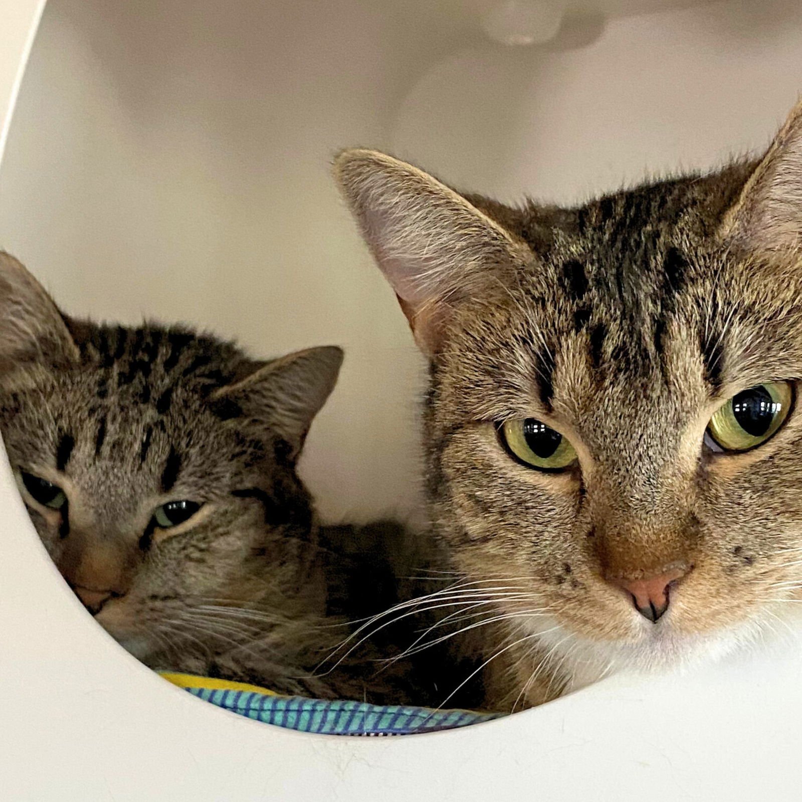 BLACKBURN - Domestic Short Hair available for adoption