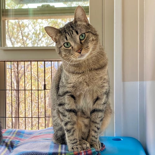 BLACKBURN - Domestic Short Hair available for adoption