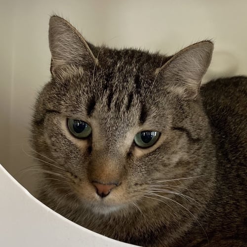 BLACKBURN - Domestic Short Hair available for adoption